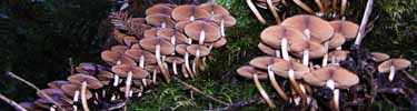 mushrooms at MUWO
